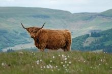 south wales aberdare landscape trail running ultra marathon views